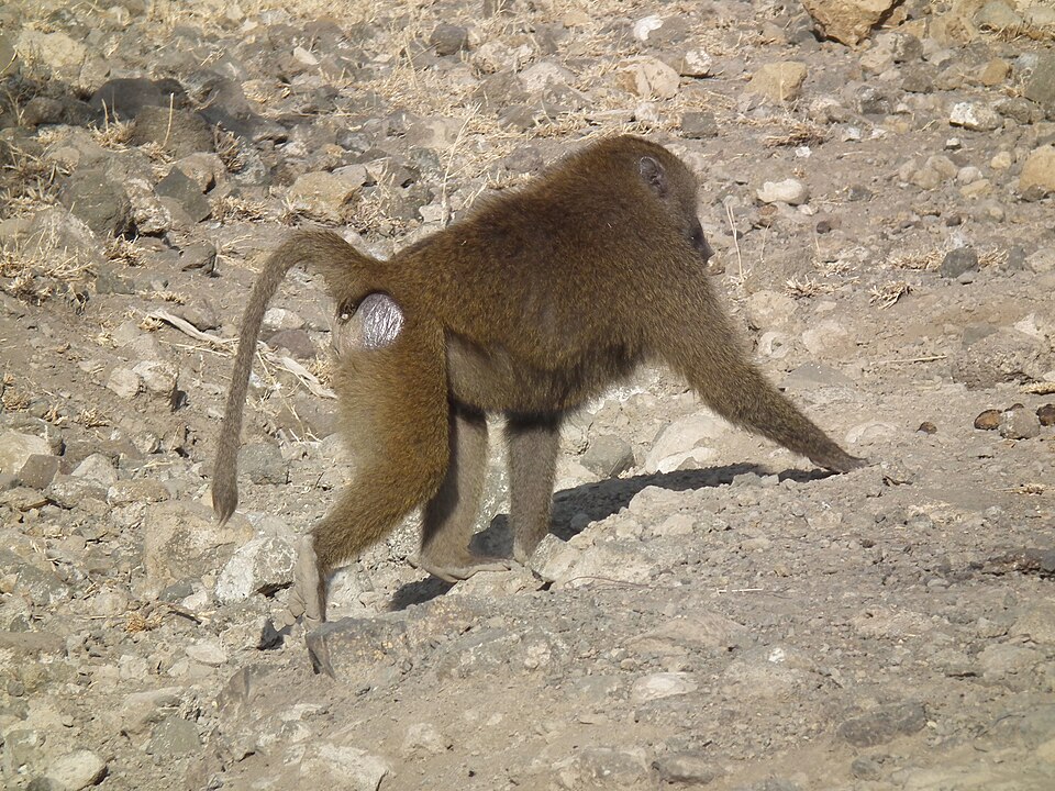 File:Olive Baboon Papio anubis in Tanzania 2178 Nevit.jpg